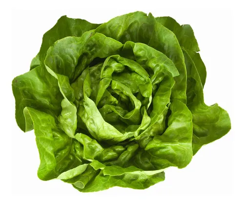 Lechuga Mantecosa