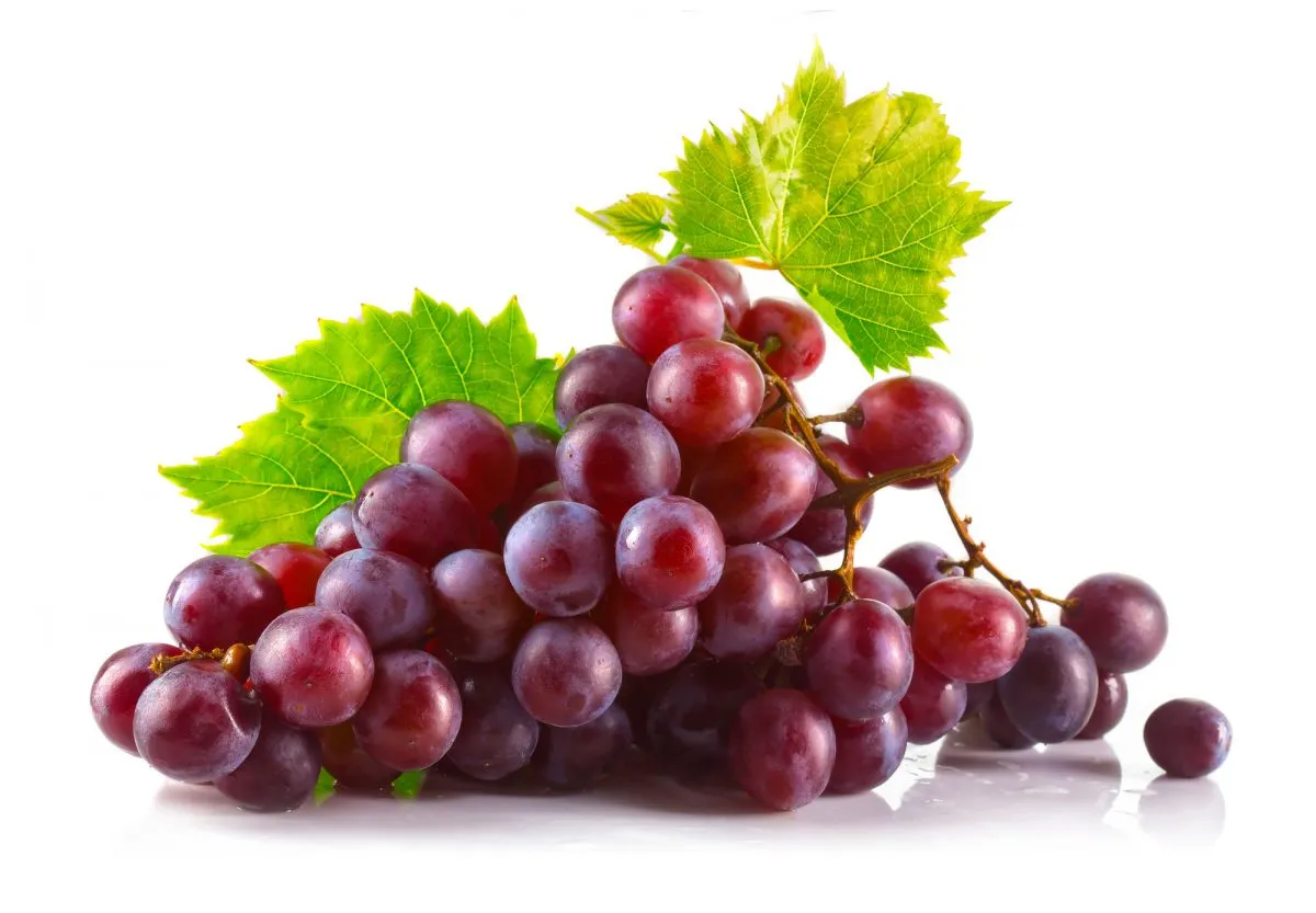 Uvas moradas